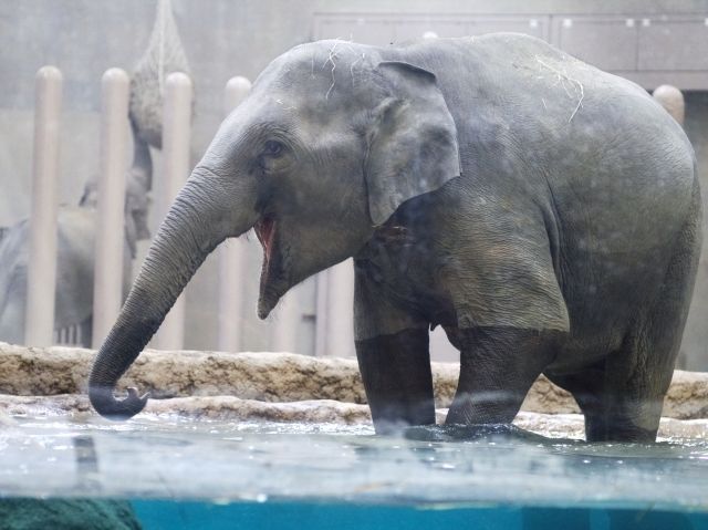 宇都宮　住みやすさ　動物園　ぞう