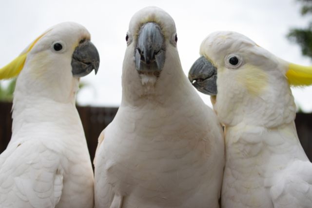 大型の鳥と暮らしたい ペットにできる鳥の種類と家探しのポイント 不動産コラムサイト いえらぶコラム