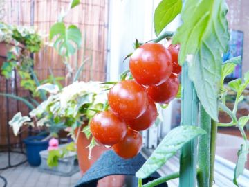 ベランダ菜園で作るトマト