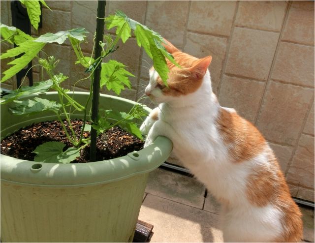 家庭菜園と猫