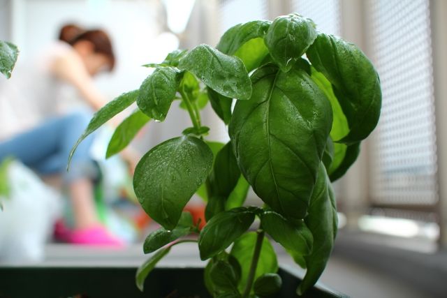 ベランダ菜園中の女性