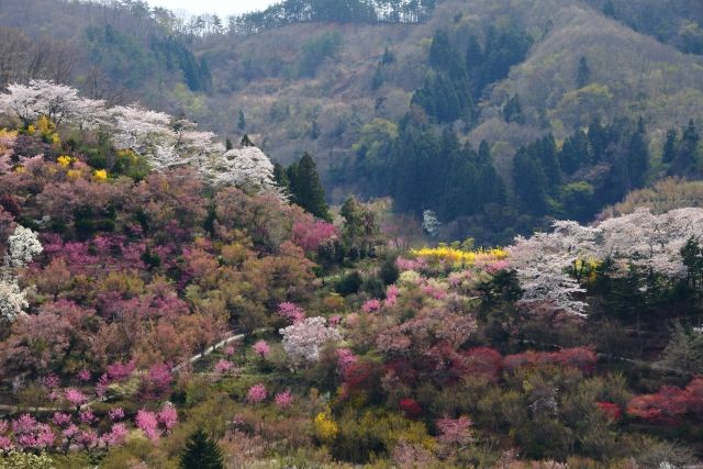 福島の花見山