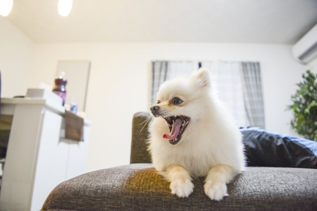 あくびをしている犬