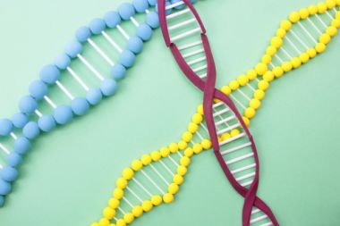 遺伝子操作とは違うゲノム編集技術