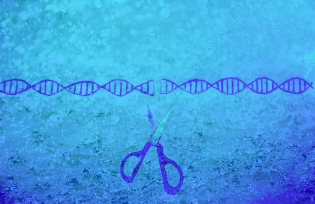 ゲノム編集技術でDNAを切る