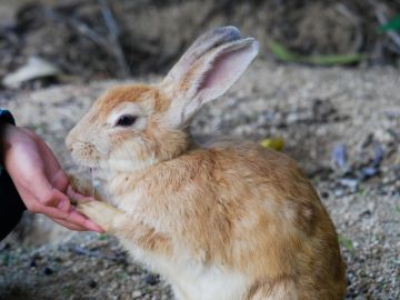 うさぎ島の魅力ポイントと楽しむ方法をご紹介