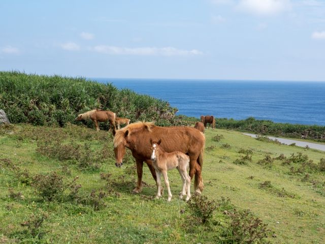 与那国馬