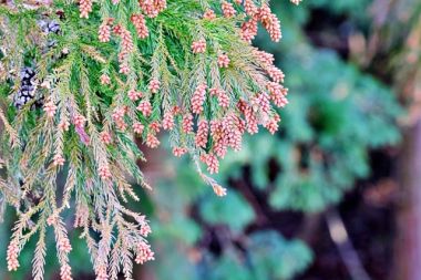 花粉撃退!部屋の花粉対策に取り組もう!