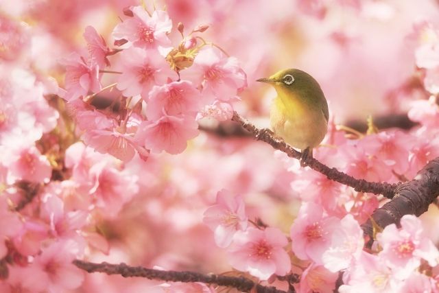 【2022年】桜前線や桜のいおすすめの名所はどこ？桜スイーツもご紹介