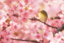 【2022年】桜前線や桜のいおすすめの名所はどこ？桜スイーツもご紹介