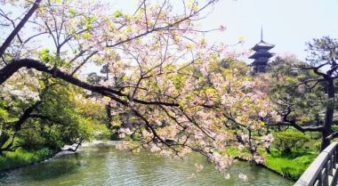 お花見デートに出かけよう!お花見デートに必須の持ち物と人気のデートプランとは?