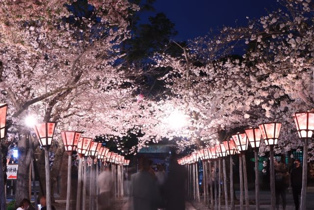 お花見デートプラン：夜桜を堪能できる！夜からのデートを満喫！
