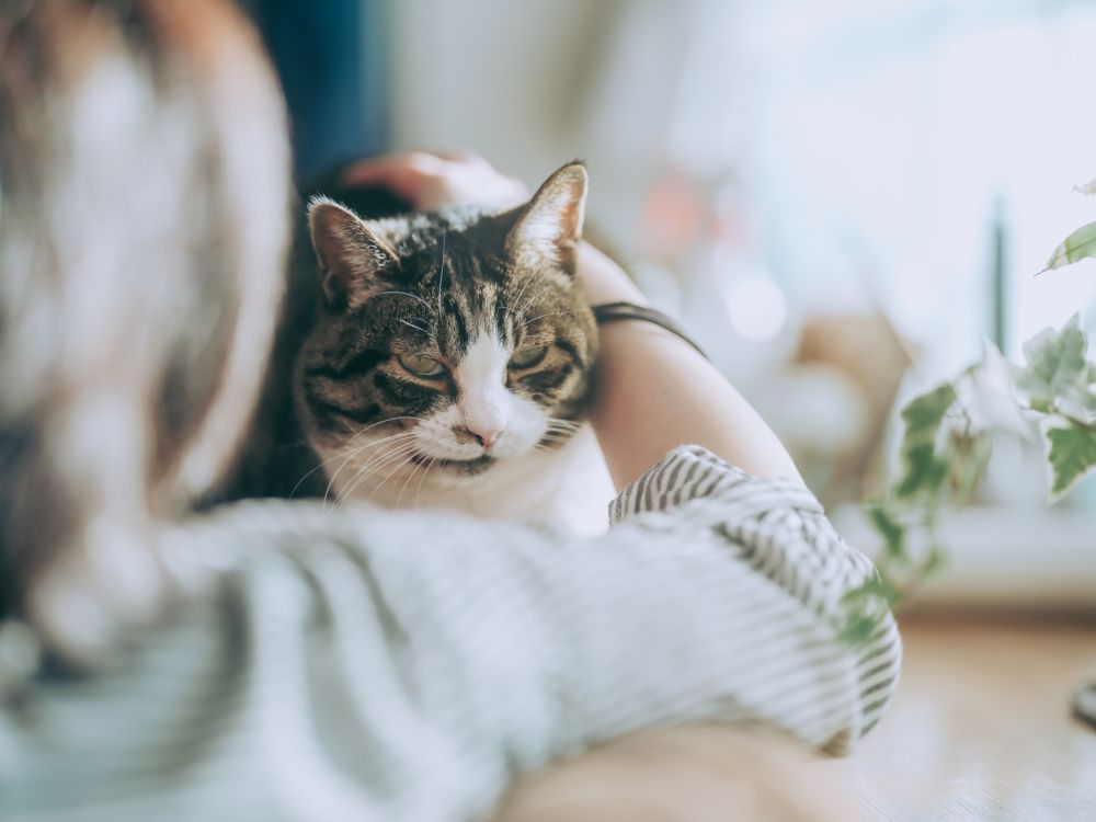 ペットと飼い主にうれしいペット共生型賃貸のメリットとは？