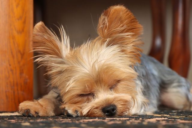 マンション飼育に向いている犬の特徴とは？