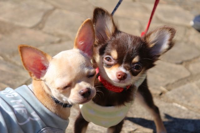 マンションで飼育できる人気の犬種とは？