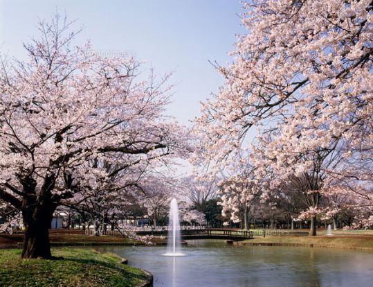 代々木公園の画像