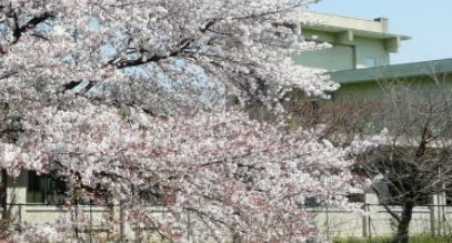 川口市立桜町小学校の画像