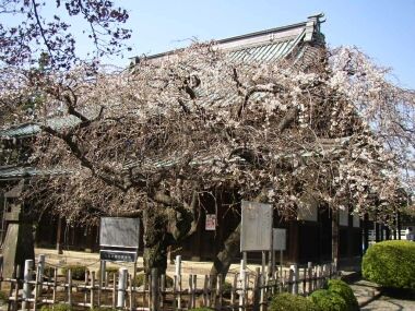 豪徳寺の画像