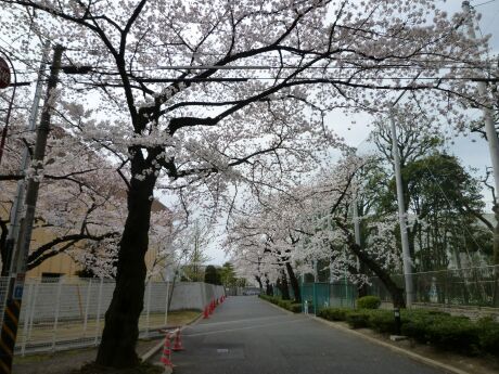 日大前の桜並木の画像