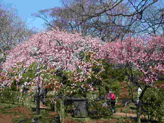 羽根木公園の画像