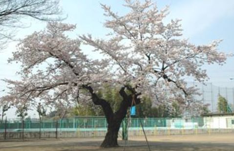 川口市立神根小学校の画像