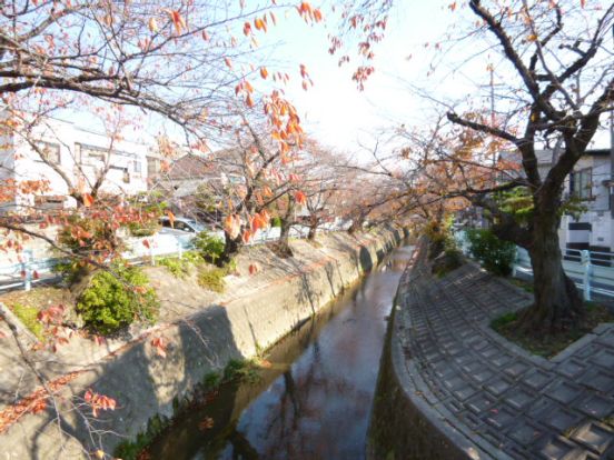 山崎川の画像