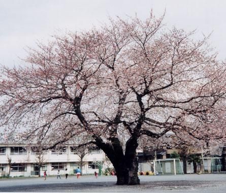 三鷹市立 第二小学校の画像