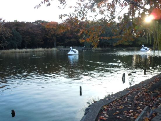 都立石神井公園の画像