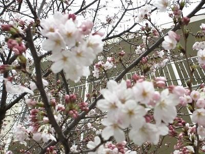 西宮市立 上甲子園小学校の画像