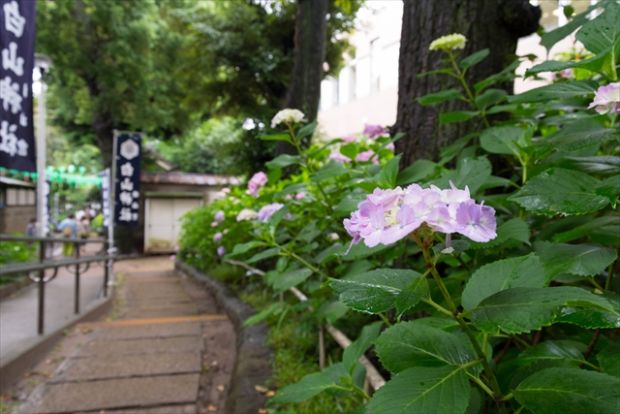 白山公園の画像