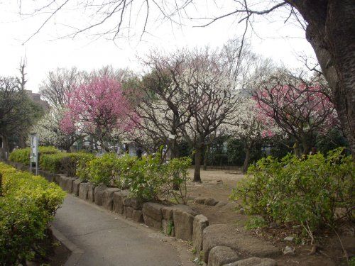 油面公園の画像