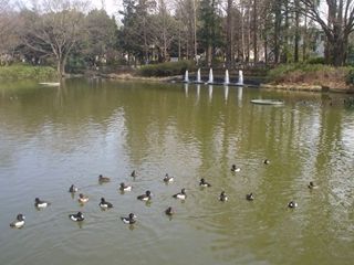 妙正寺公園の画像