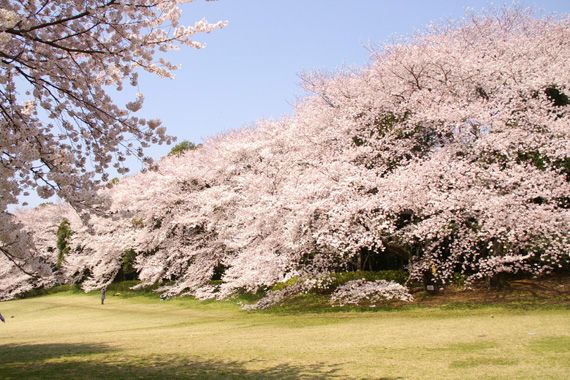 砧公園桜の画像