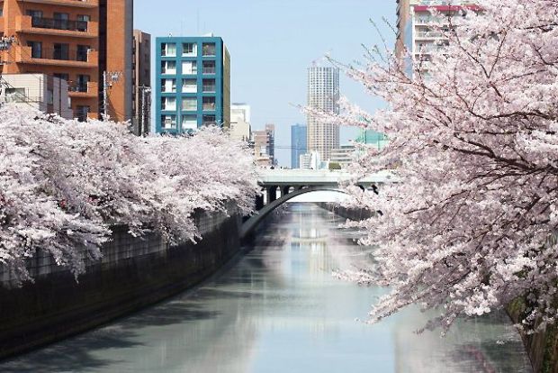目黒川沿いの桜並木の画像