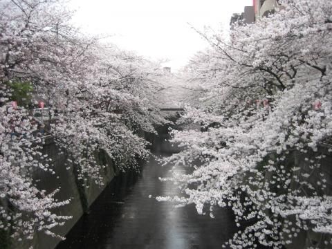 目黒川桜並木の画像