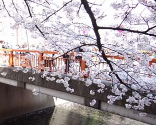 目黒川天神橋桜の画像