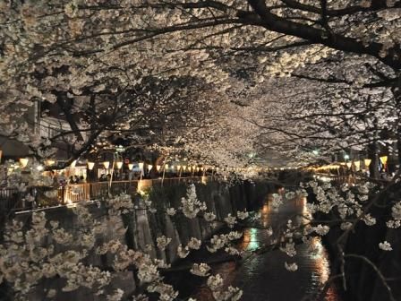 目黒川の桜の画像