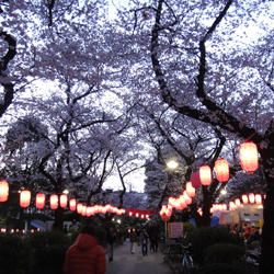 中野通り桜の画像