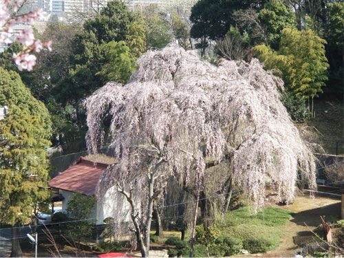川井家の枝垂桜の画像