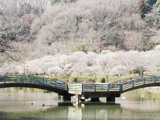 薬師池公園の画像