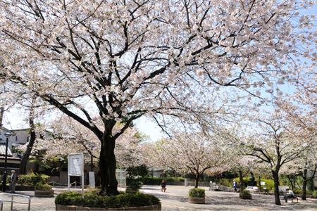 上池袋さくら公園の画像