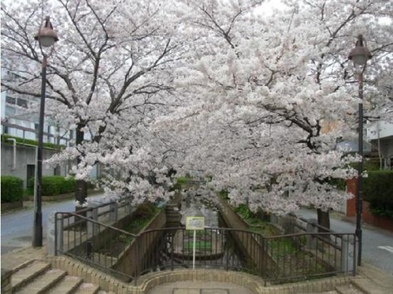 呑川緑道の画像