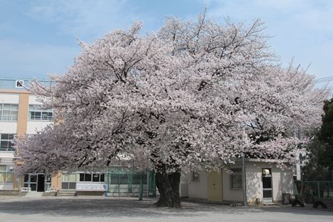 杉並区立 浜田山小学校の画像