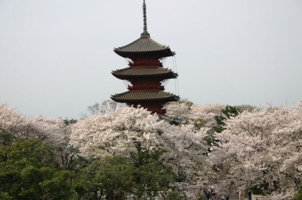 池上本門寺の桜の画像