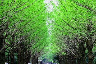 光が丘公園の画像