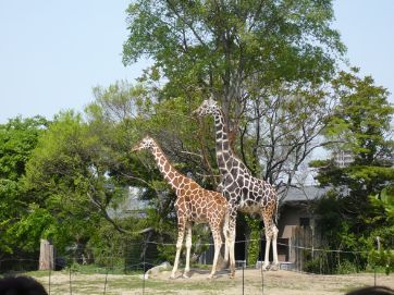 天王寺動物園の画像