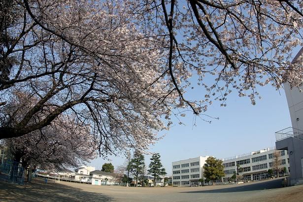 大和市立 渋谷小学校の画像