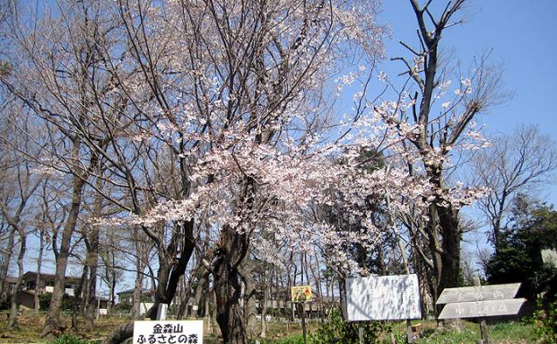 金森山市民の森の画像