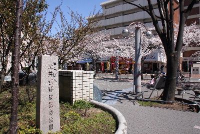 染井吉野桜記念公園の画像