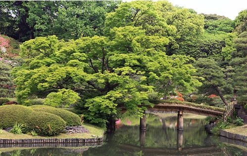  六義園の画像